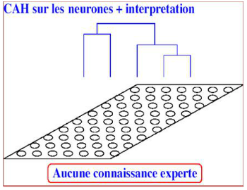 CAH sur les neurones