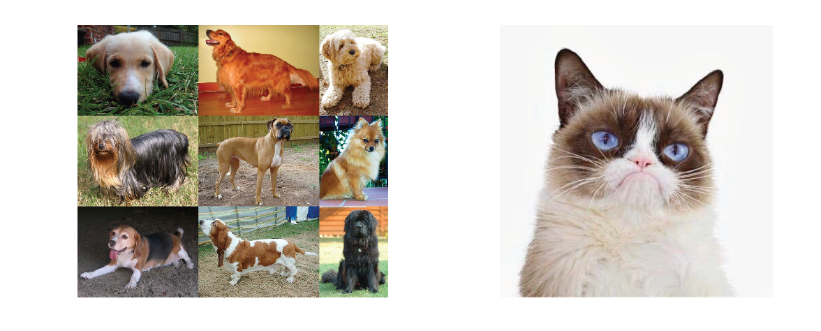 dogs and Cats